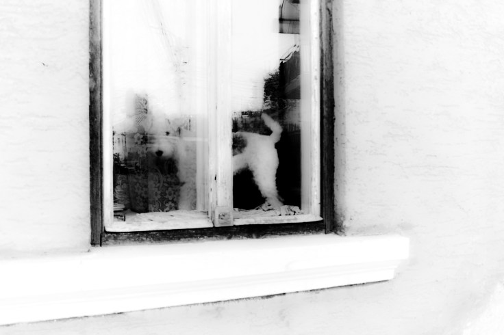 alt catel1 alt catel1