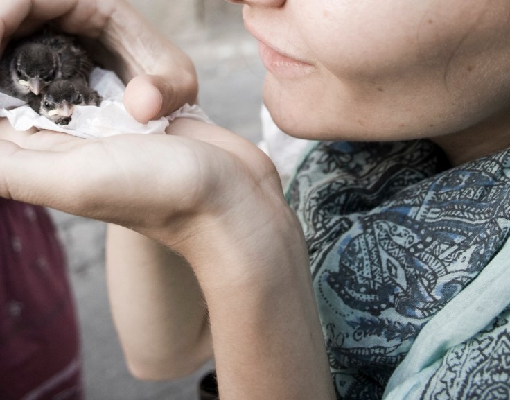 in palme2- in palme2-