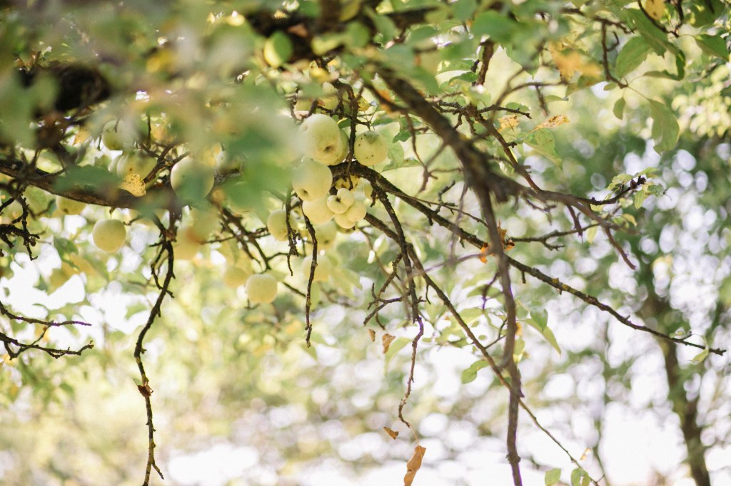 Această imagine are atributul alt gol; numele fișierului este b11.jpg